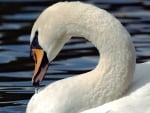 mute swan