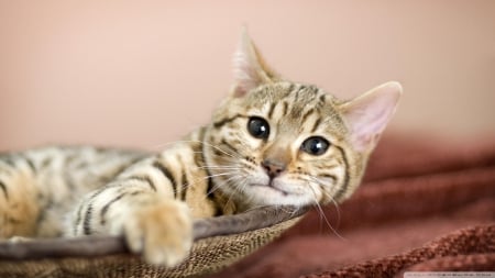 relaxing - tabby, relaxing, feline, cat