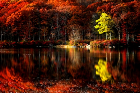 Fall Tranquility - autumn, lake, trees, tranquility, nature, fall, reflection, calmness, forest, beautiful