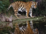 tiger reflection