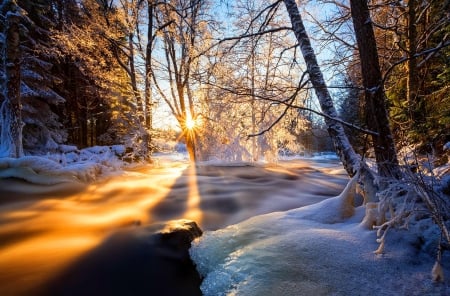 Winter sunrise - trees, winter, synrise, beautiful, snow, glow, ice, nature, rays, frost