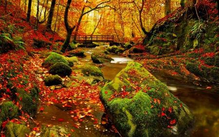 Autumn forest - autumn, trees, foliage, creek, nature, fall, forest, beautiful, leaves, stones, colors, bridge