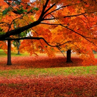 Autumn park