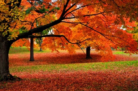 Autumn park - trees, branches, nature, beautiful, autumn, serenity, colors, park