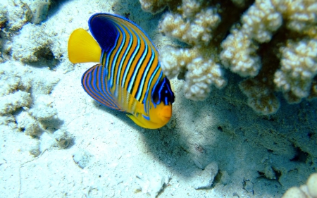 desjardinii sailfin tang fish - tang, desjardinii, fish, sailfin