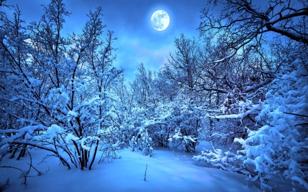 ★Winter Full Moon★ - winter, scenery, attractions in dreams, creative pre-made, beautiful, photography, snow, colors, xmas and new year, moons, forests, nature, landscapes, white trees, love four seasons, full moon