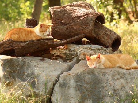 Resting - stones, cute, animals, cats