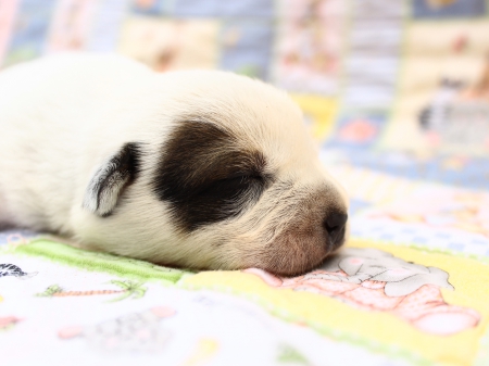 Sleeping - puppy, animal, cute, dog