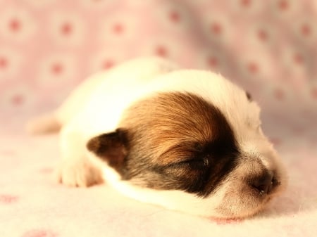 Sleeping - cute, dog, puppy, animal