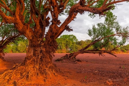 Old Tree - old, land, tree, nature