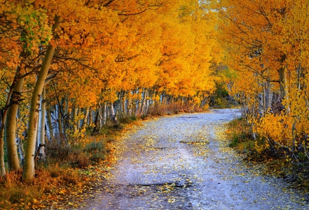 Autumn in Eastern Sierra, California - fall, path, birches, colors, leaves