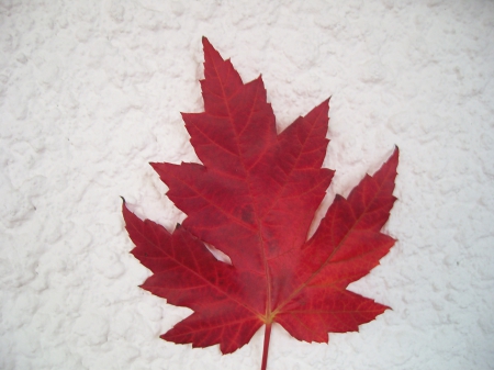 red tree leaf - nature, leaf, tree, red