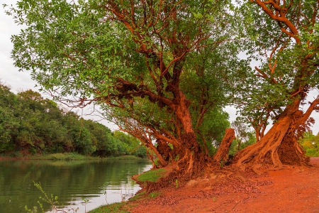 Old Trees - nature, lake, land, trees