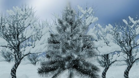 ~*~ Winter Pine Tree ~*~ - snow, hd wallpaper, winter, winter trees, winter pine tree