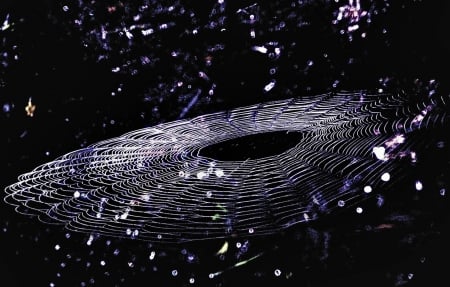 Spider Web - style, dark, web, art