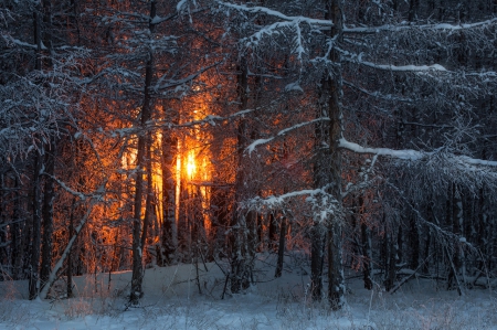 Cold Forest - nature, forest, trees, snow