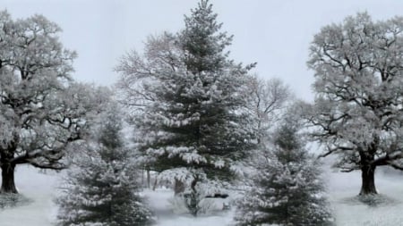 ~*~ Winter Pine Tree ~*~ - winter, HD wallpaper, snow, winter pine, winter trees