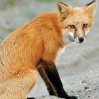 Red fox