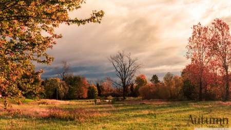 Autumn - clouds, landscape, scene, HD, forest, tree, fall, nature, autumn, cold, field, seasons, sky, wallpaper