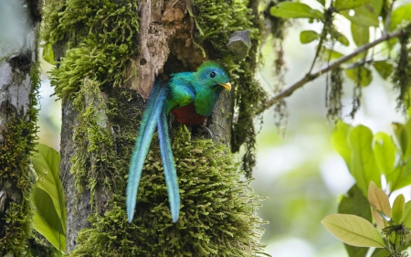 Birdie in Tree Hole - tree, plants, animal, bird