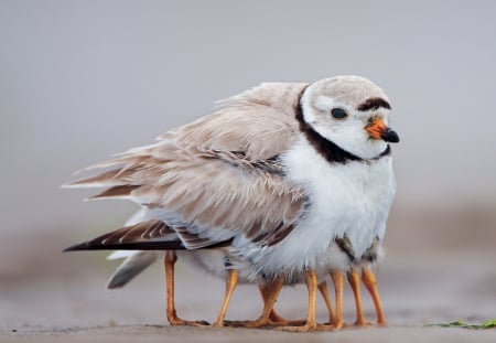 Birds Illusion - bird, cute, animal, illusion