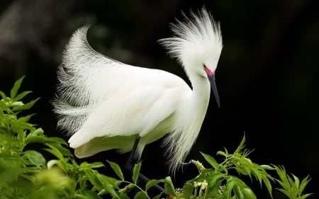 Heron - white, animal, heron, bird