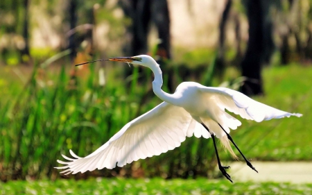 Bird - white, fly, animal, bird