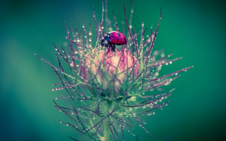 Like a jewel - green, ladybug, macro, flower, pink