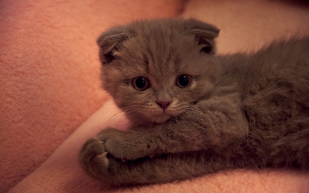 Kitten - animal, kitten, paw, cute, fold, cat