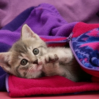 Tabby kitten in child*s fleece