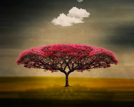 Red Tree - clouds, field, nature, tree