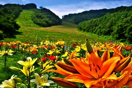 SUMMER FIELD - flowers, field, nature, summer