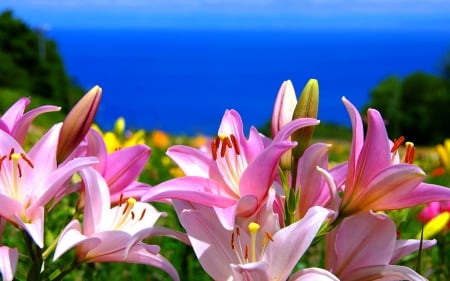 PRETTY LILIES - lilies, nature, sea, spring, pink