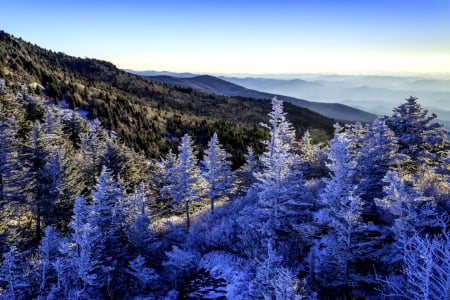 WINTER - nature, mountain, trees, snow, winter