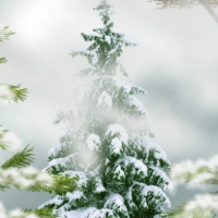 ~*~ Pine Tree At The Snow ~*~