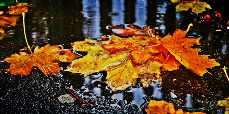 Fallen Leaves - fall, autumn, rain, water, colors