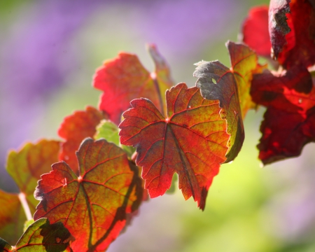 Autumn Leaves - colorful, Autumn, Fall, leaves