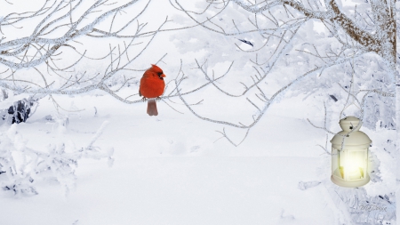 Bright Spot of Winter - cold, trees, cardinal, snow, light, winter, lamp, bird