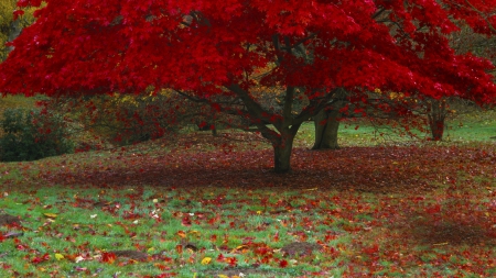 Fall's Japanese Maple Tree - fall, colorful, autumn, tree, park, leaves