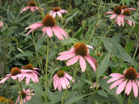 coneflowers - coneflower, magenta, flower, pink