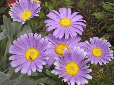 mt vernon purple asters - flower, nature, purple, aster