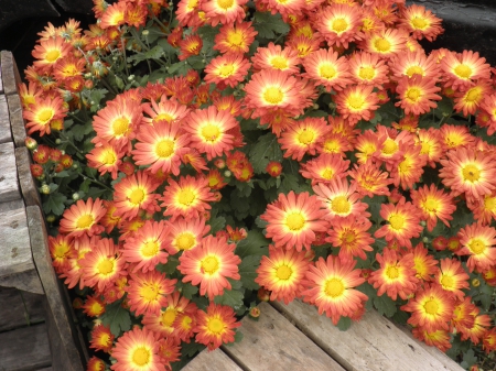 brilliant fall flowers - fall, flowers, colorful, orange