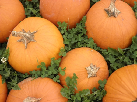 pumpkins and clover - fall, patch, pumpkins, clover