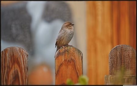 alone - pailing, small, bird, fence