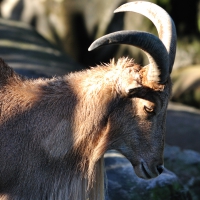 barbary sheep