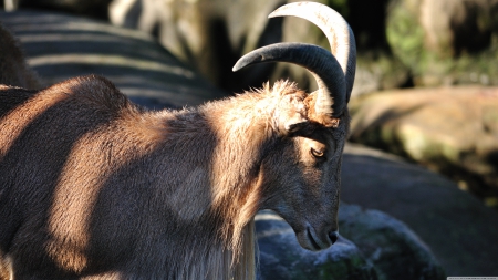 barbary sheep - woolly, goat, sheep, barbary