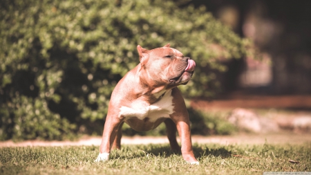 beautiful dog - beautiful, bull terrior, canine, dog