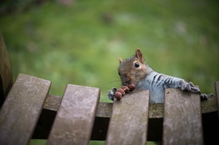 Squirrel - nuts - animal, nuts, fence, squirrel