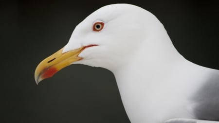 camogli seagull - portrait, bird, camogli, seagull