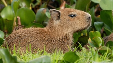 capybara venezuela - venezuela, rodent, capybara, leaf